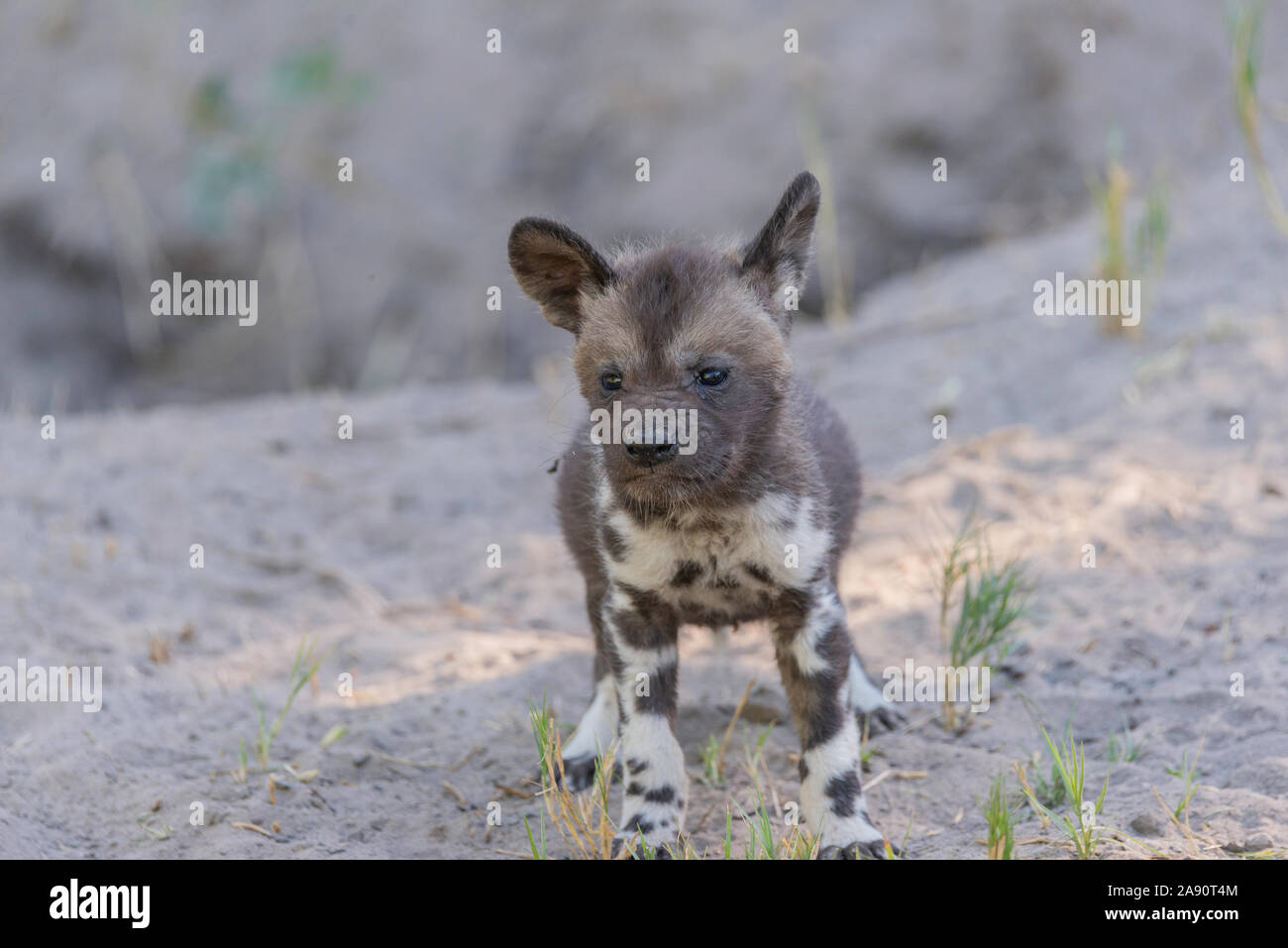 Un piccolo cane selvatico pup in piedi nella sabbia della savana africana Foto Stock