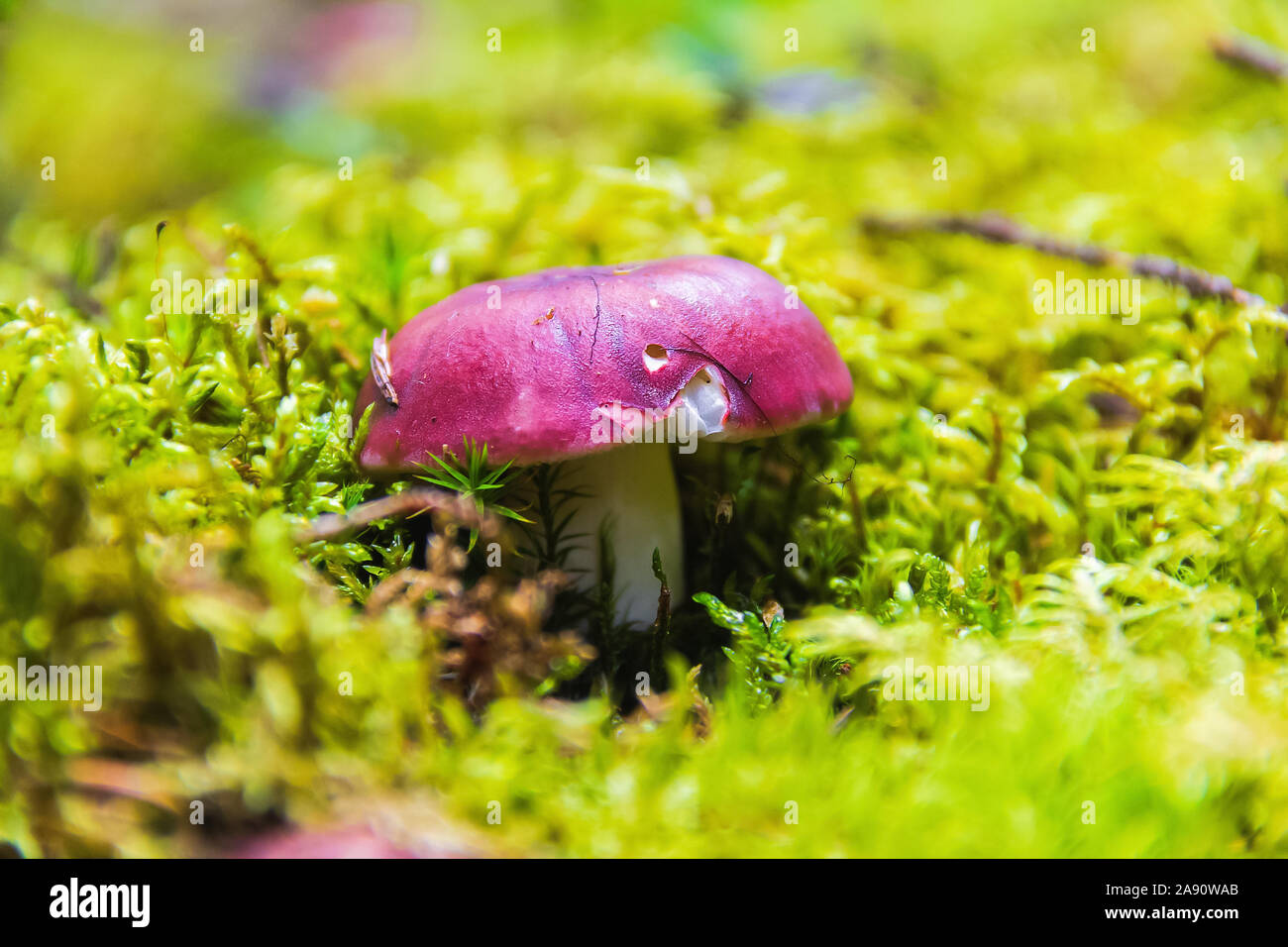 Giovani fungo russula nella foresta closeup Foto Stock