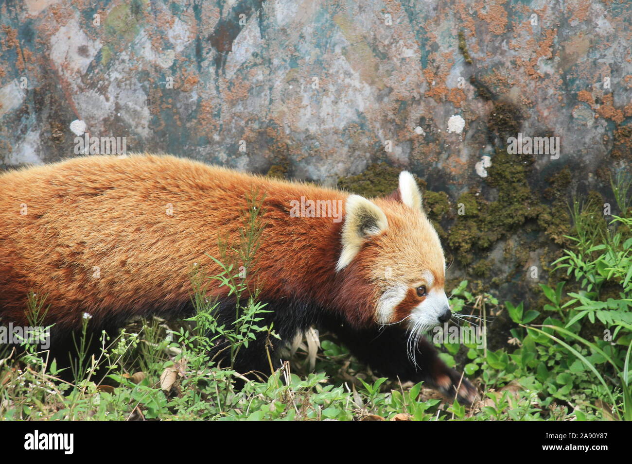 Un panda rosso camminando pacificamente in un zoo di Darjeeling. Foto Stock