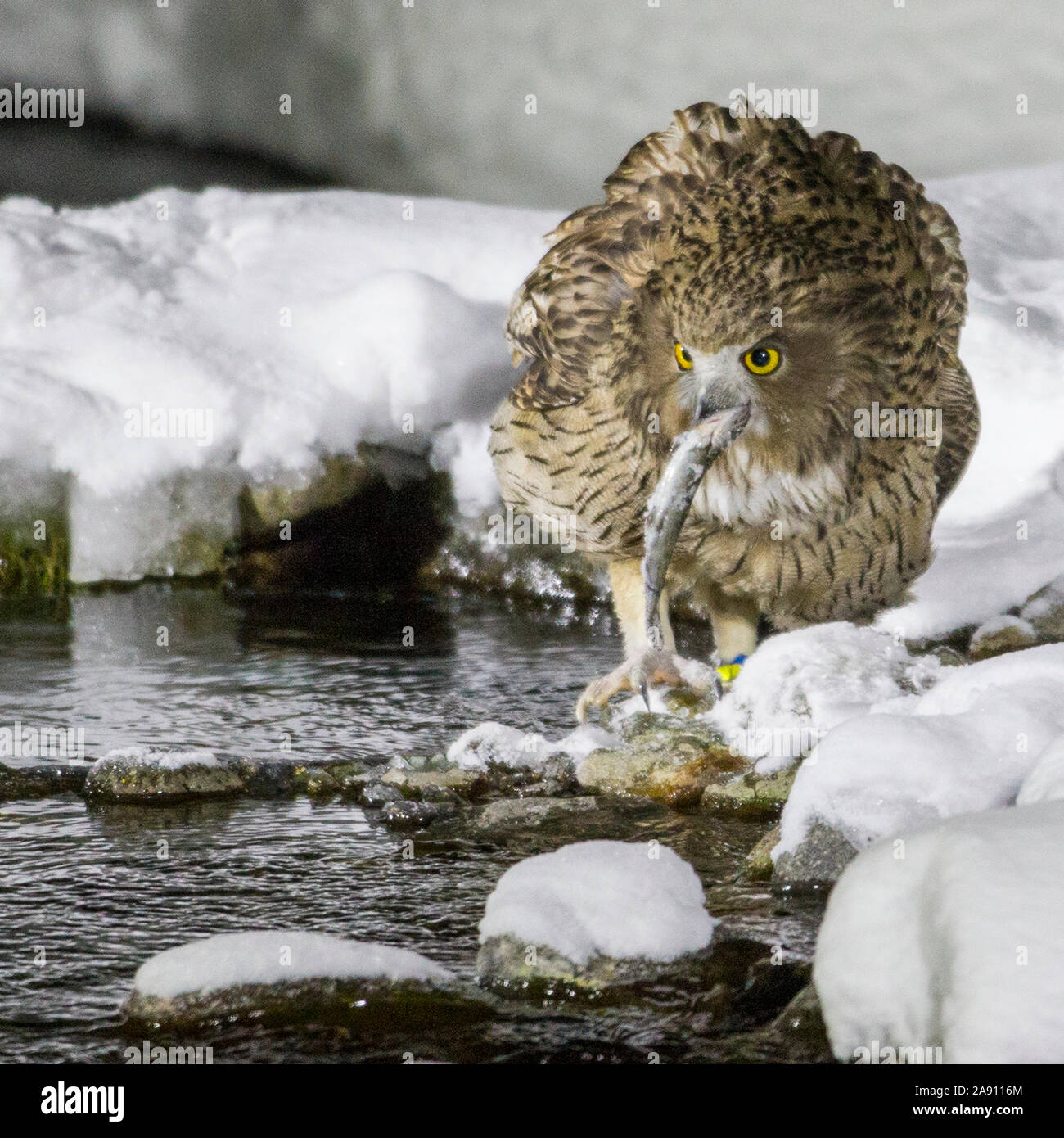 Pesce Blakistons owl con pesce pescato Foto Stock