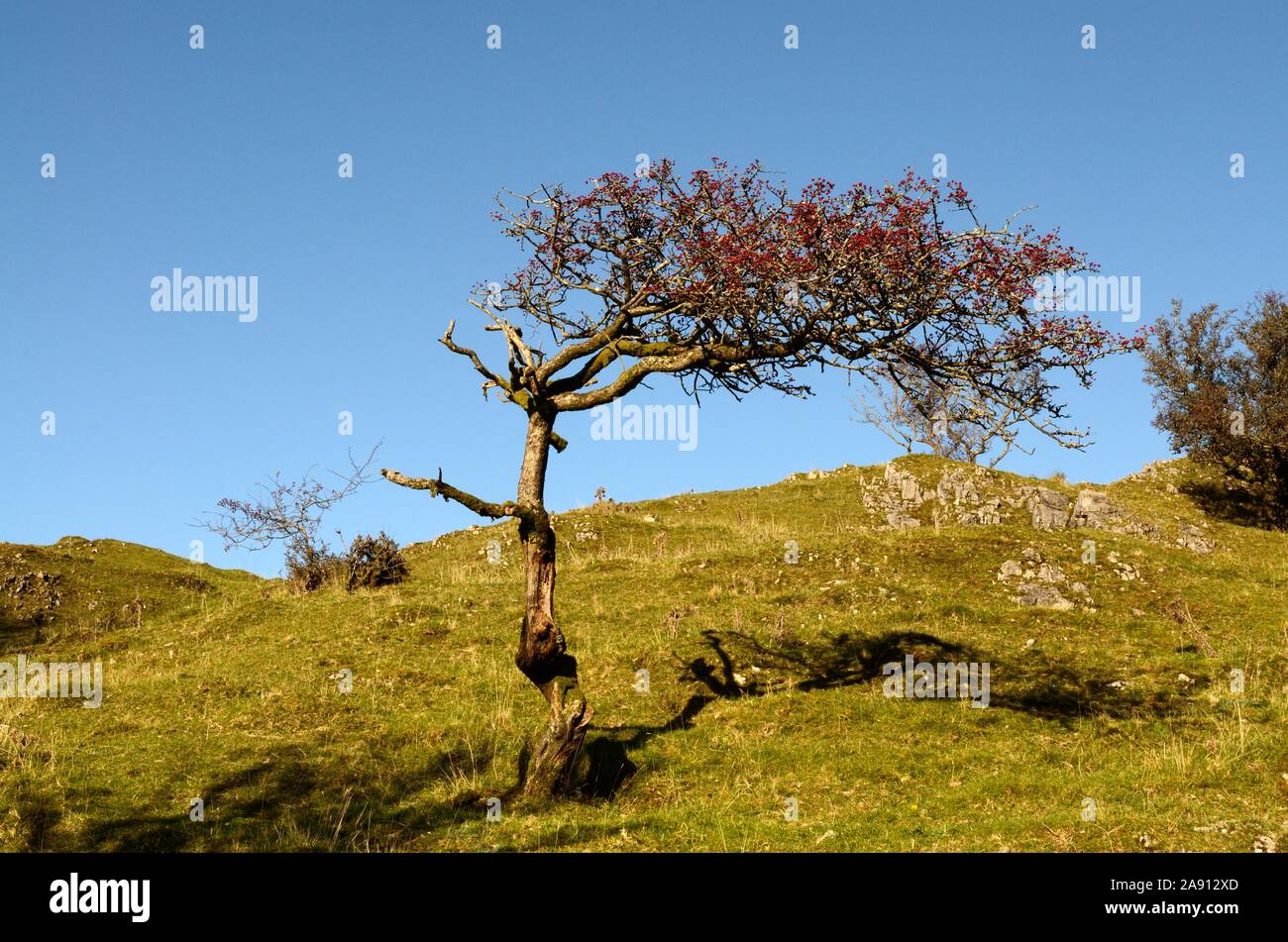 Ritorto vecchio albero di biancospino con bacche rosse Mynydd Du Montagna Nera Parco Nazionale di Brecon Beacons Fforest Fawr geoparco UNESCO Carmarthenshire Wales UK Foto Stock