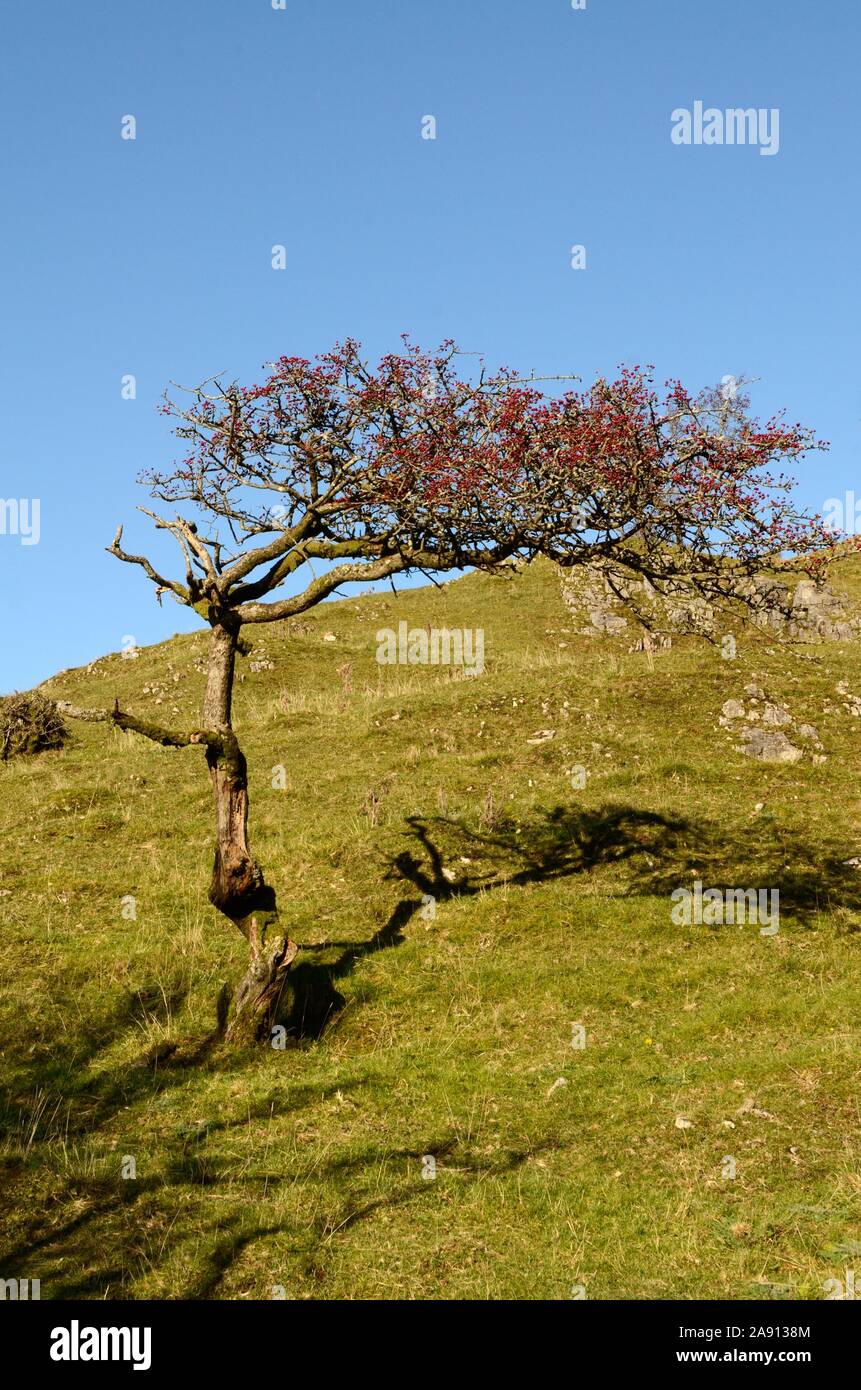 Ritorto vecchio albero di biancospino con bacche rosse Mynydd Du Montagna Nera Parco Nazionale di Brecon Beacons Fforest Fawr geoparco UNESCO Carmarthenshire Wales UK Foto Stock