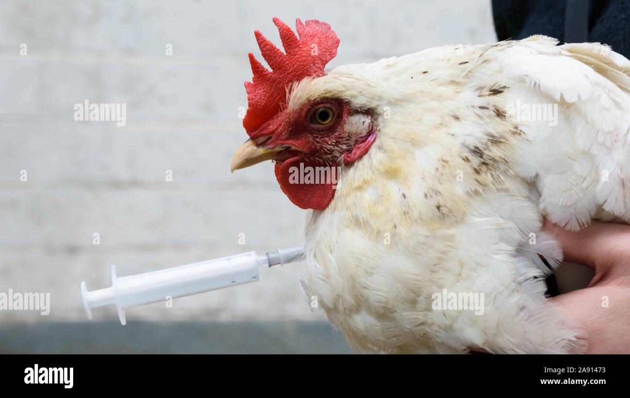Close-up di pollo, punga con una siringa, contro un bianco muro di mattoni Foto Stock