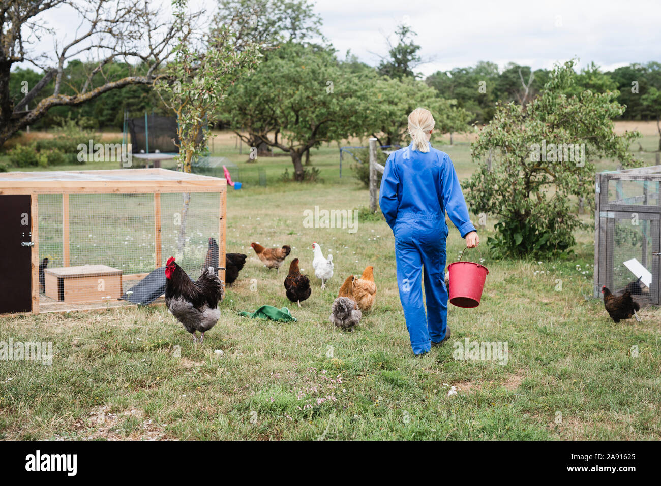 Donna polli di alimentazione Foto Stock