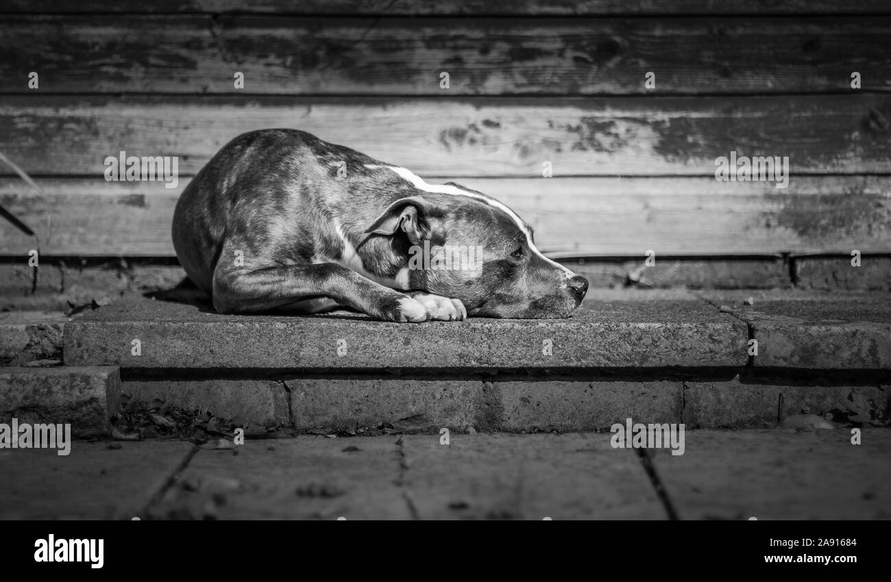 Ritratto di un cane staffordshire bull terrier espressioni del cane foto in bianco e nero con profondità di campo Foto Stock