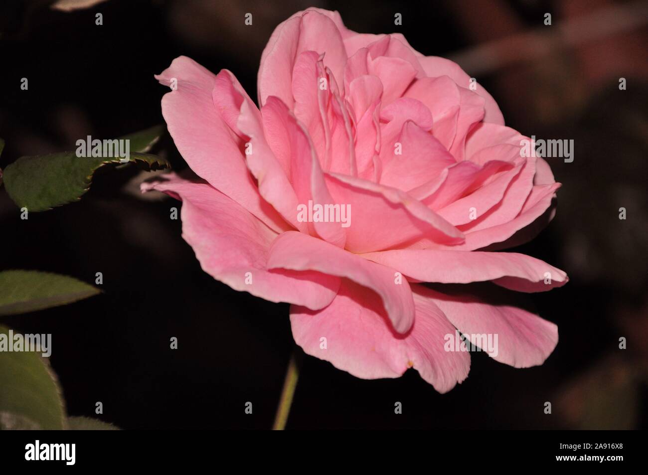 Fiore grande isolato rosa rosa con foglie di colore verde scuro Foto Stock