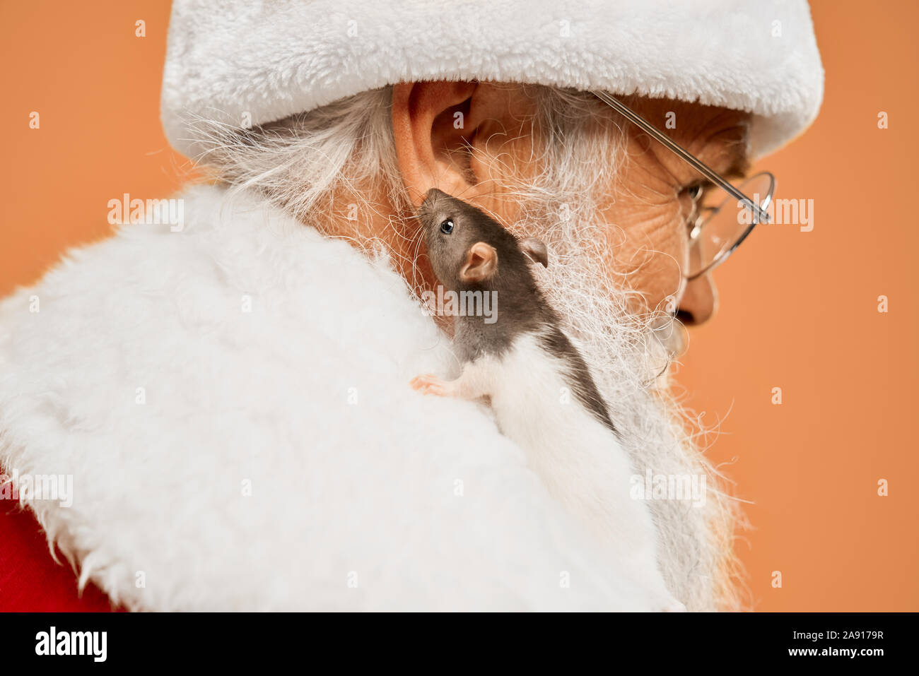 Poco grigio e bianco rat seduto vicino a Babbo Natale orecchio sul pelo bianco collare del costume tradizionale in studio. Carino il mouse e felice Natale carattere isolato su sfondo arancione. Foto Stock