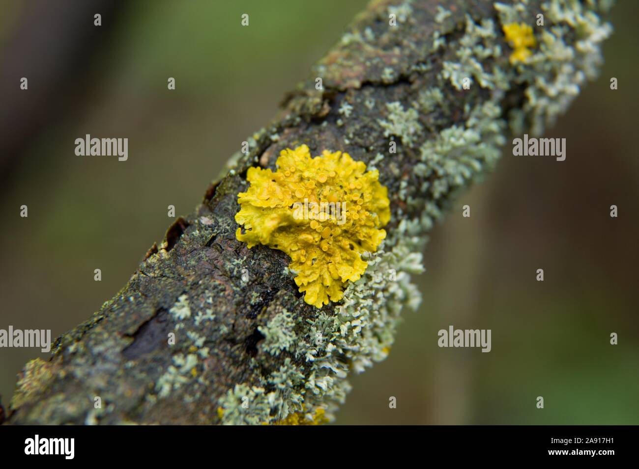 Shore lichen sull'albero morto, Slovacchia Foto Stock