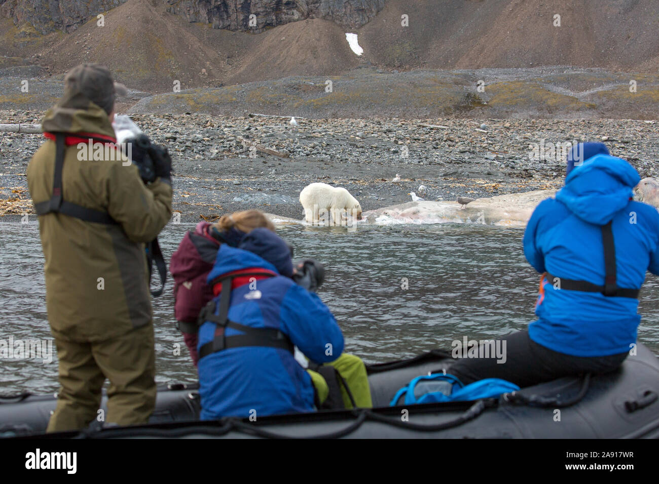 Eco-turisti in Zodiac a scattare foto di scavenging orsi polari (Ursus maritimus) alimentazione sulla carcassa di capodoglio incagliato, Svalbard /Spitsbergen Foto Stock