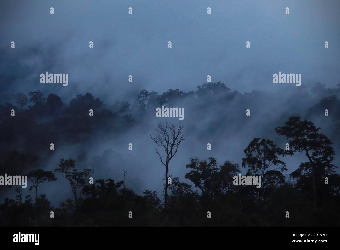 Misty foresta pluviale tropicale. Foto Stock