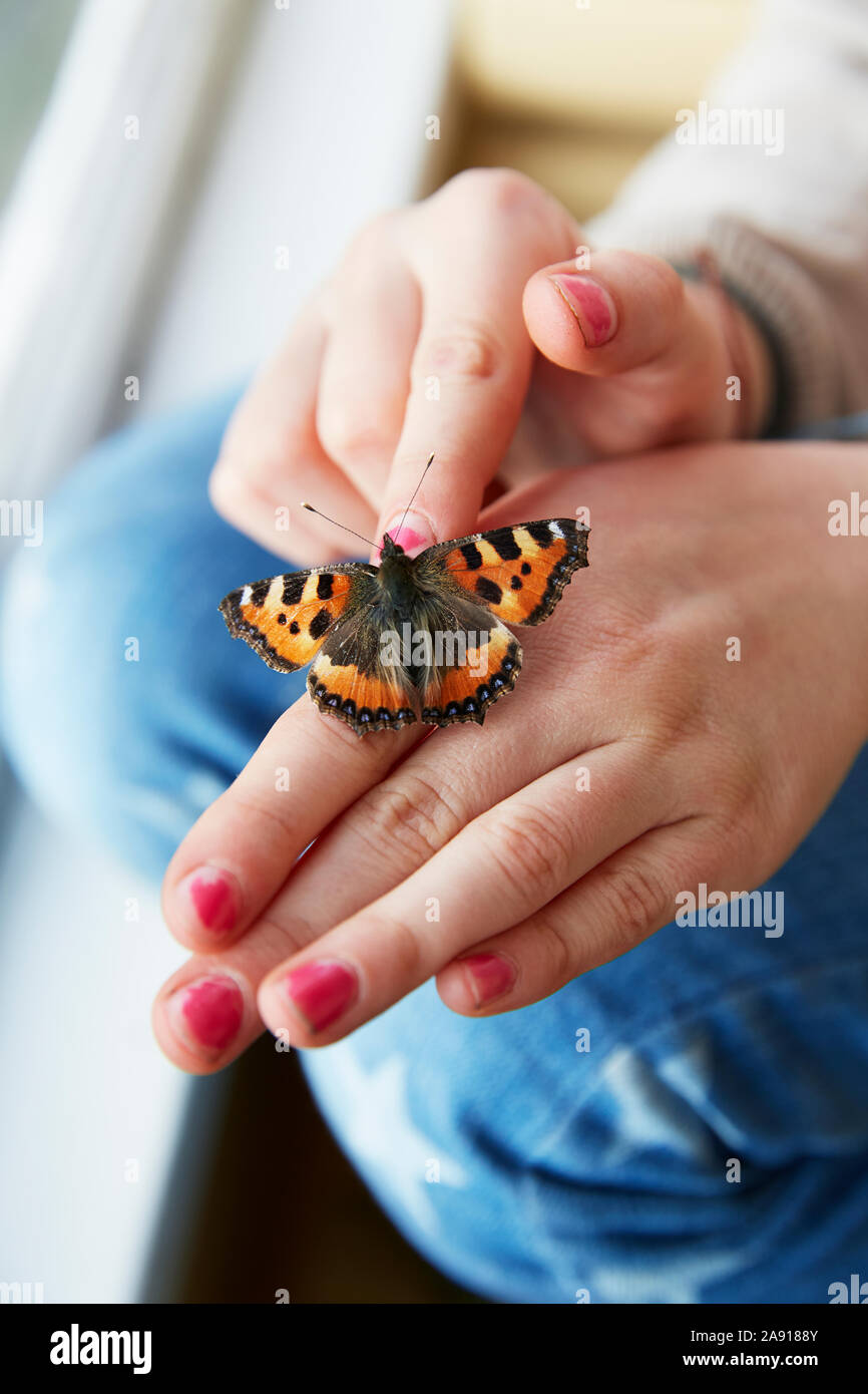 Farfalla a portata di mano Foto Stock