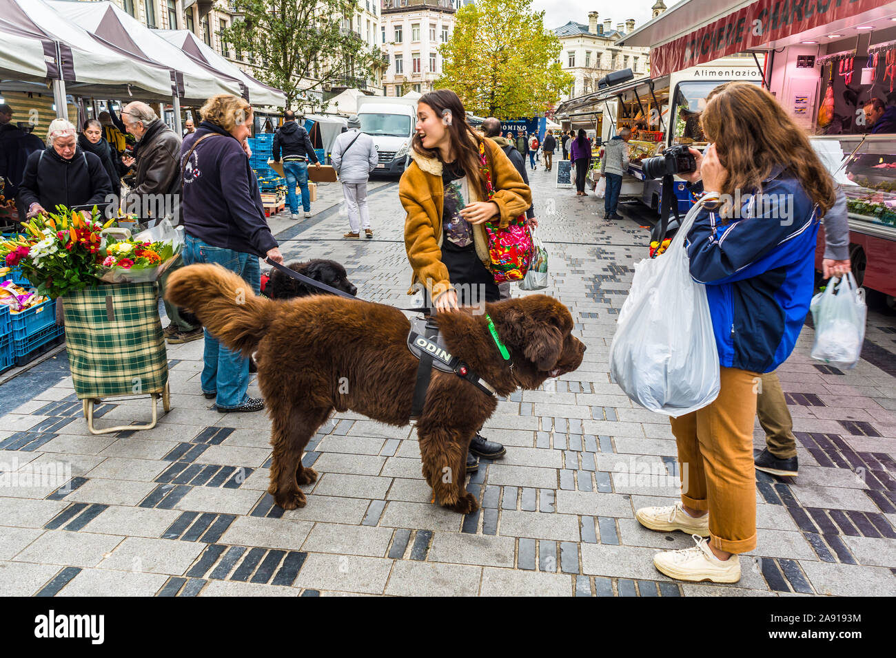 La donna nel mercato con due" Cani da Montagna dei Pirenei - Bruxelles, Belgio. Foto Stock