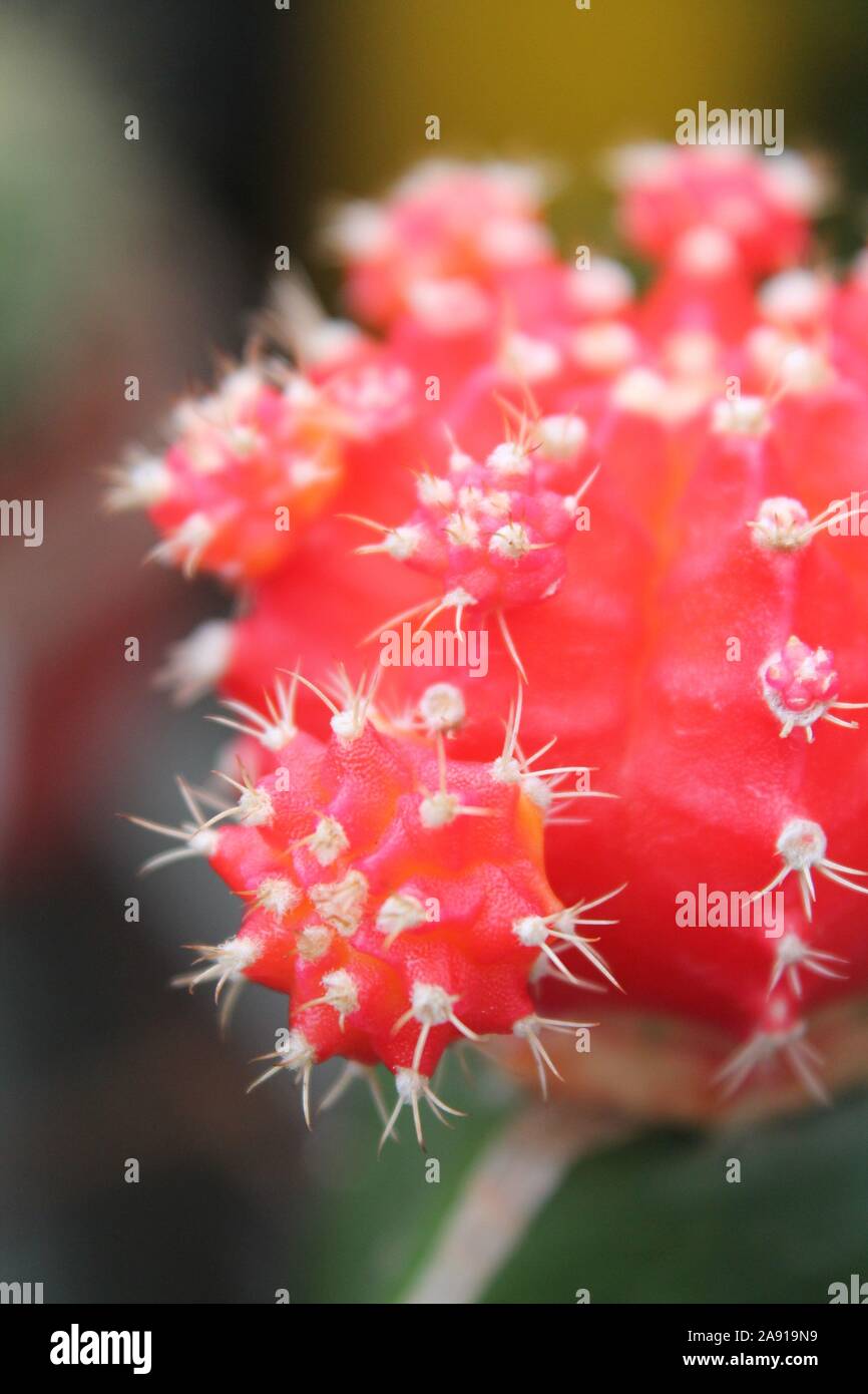 Mini Red Cactus Foto Stock
