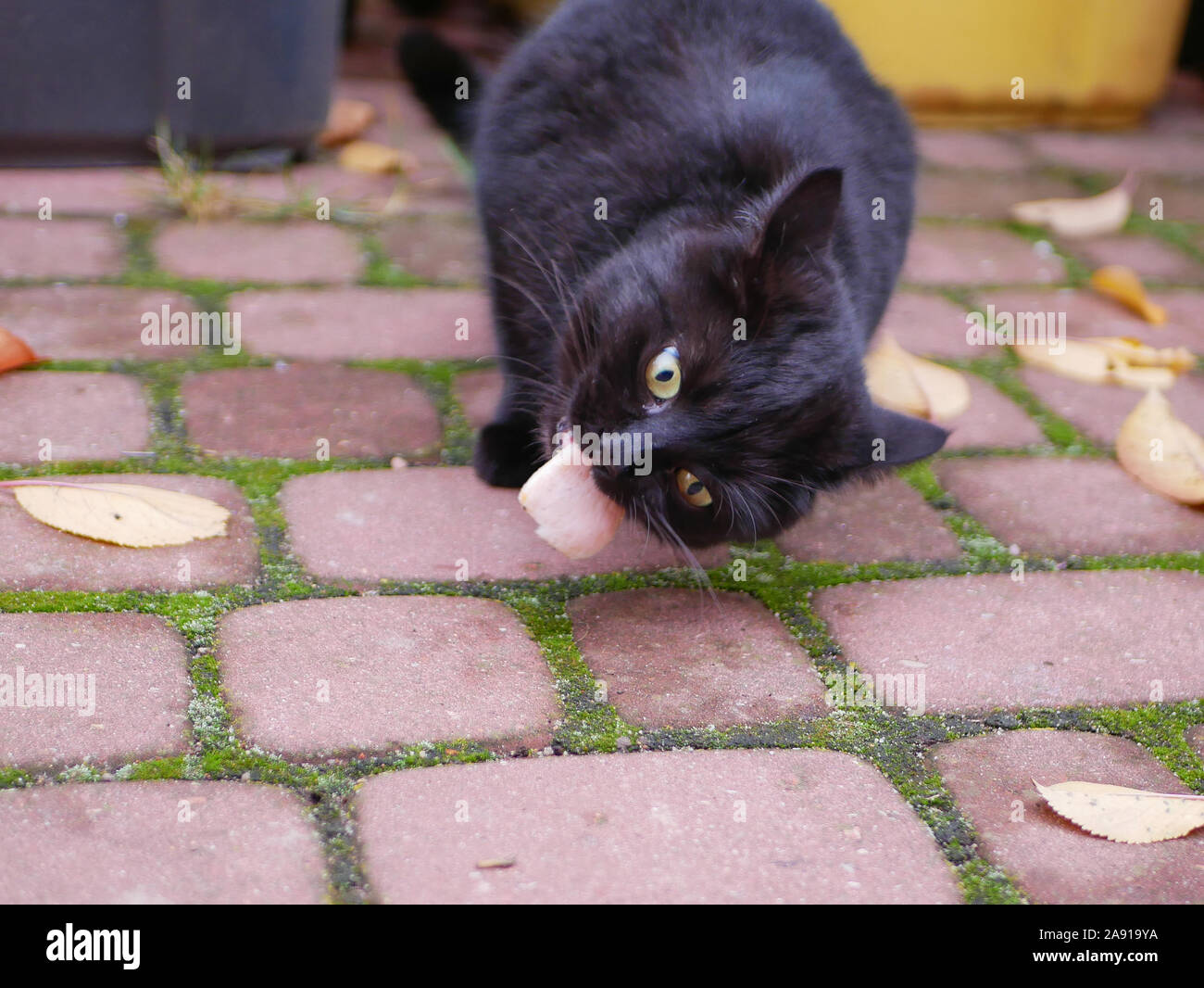 Gatto nero mangia all'esterno. Gatto mangia il cibo fresco all'esterno. Un pezzo di carne per il kata. Foto Stock