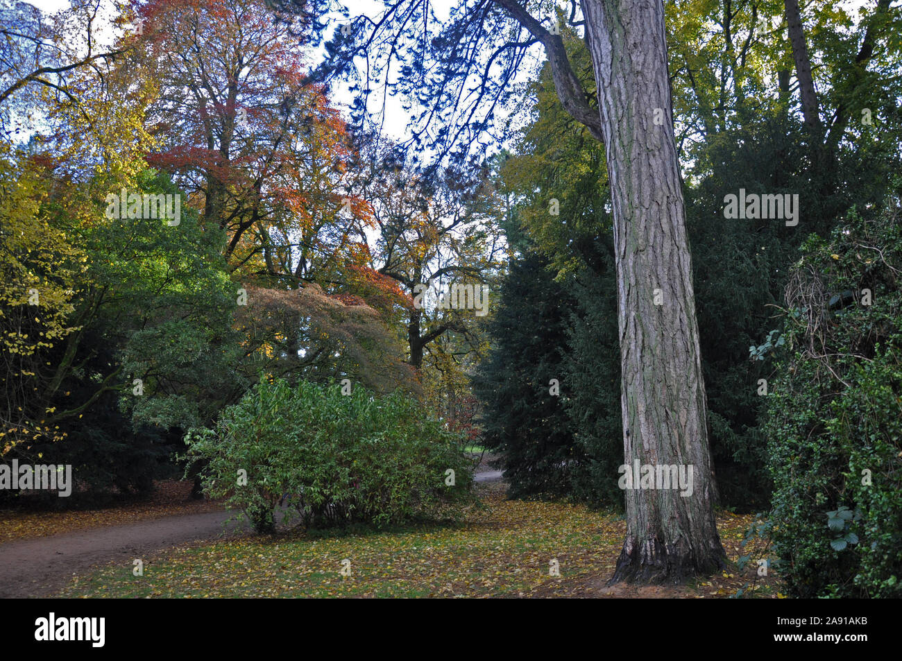 Il Westonbirt Arboretum Foto Stock