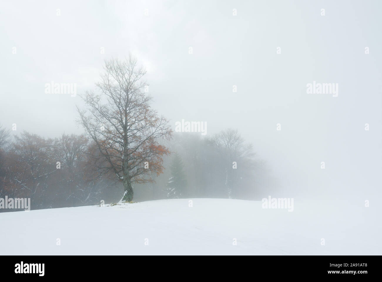 Paesaggio autunnale con la neve in montagna. La nebbia nella foresta di faggio Foto Stock