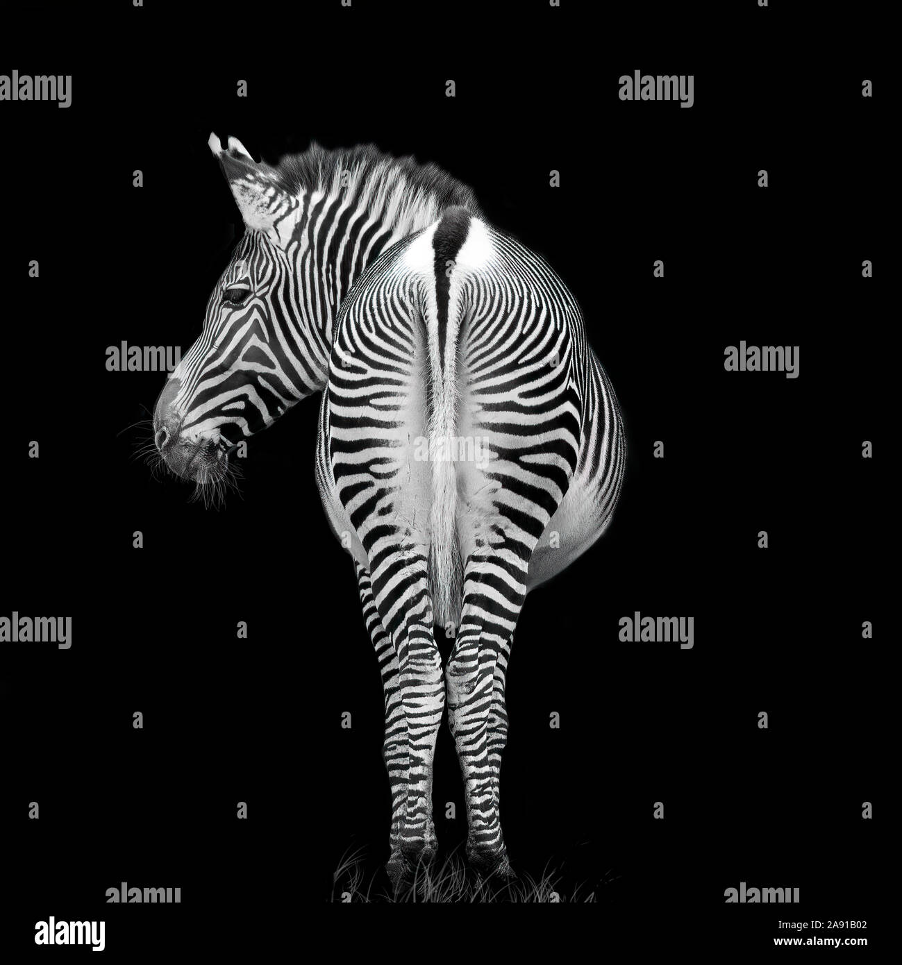 Di Grevy Zebra (Equus grevyi) in mono con sfondo nero Foto Stock