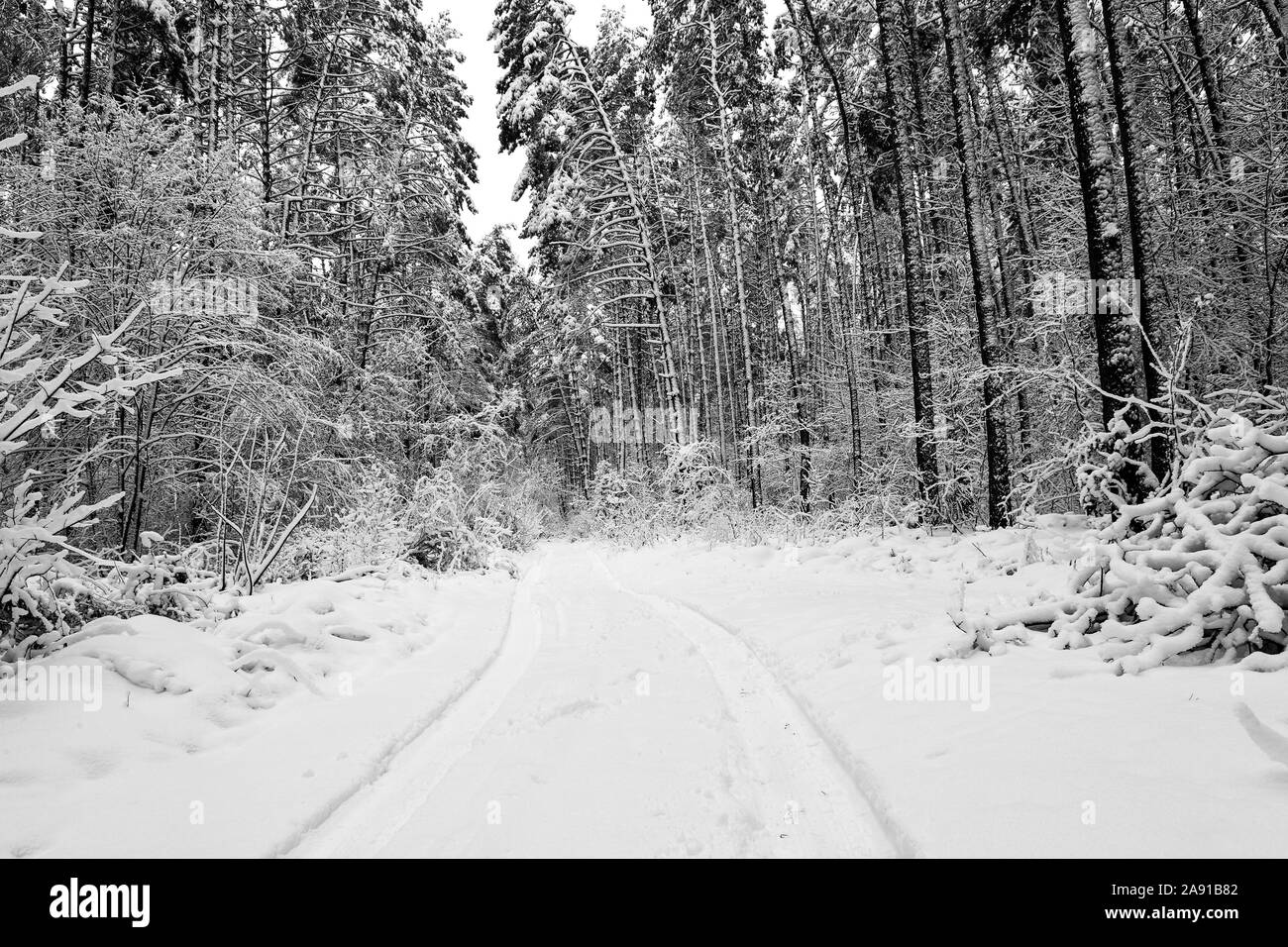 Foresta invernale sulla neve Foto Stock