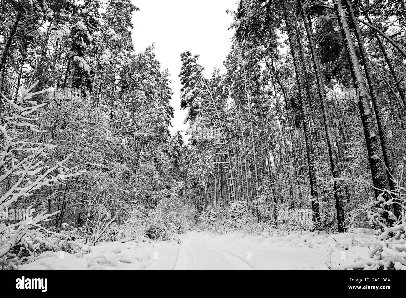 Foresta invernale sulla neve Foto Stock