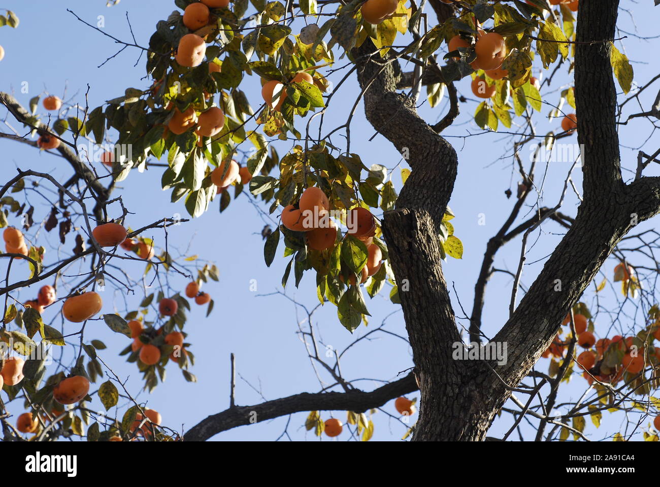 Abbondanza di persimmon stramature frutta e vecchi tronchi di alberi Foto Stock