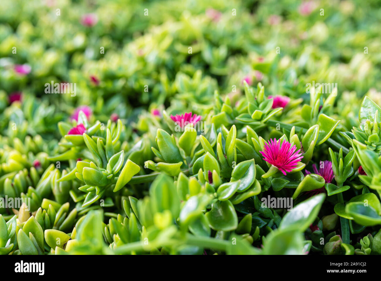 Telaio completo di close-up shot della fioritura di piante succulente sfondo Foto Stock