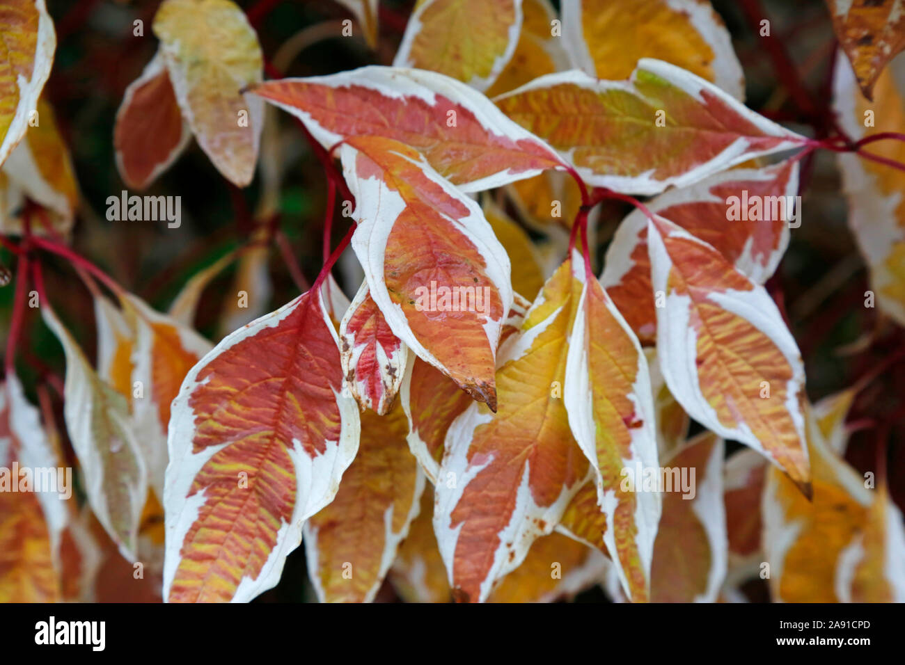 Paesaggio autunnale Foto Stock