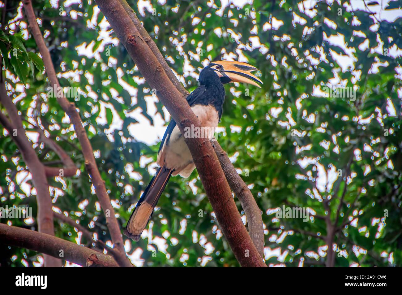 Oriental pied hornbill nel Parco Nazionale di Khao Yai Foto Stock