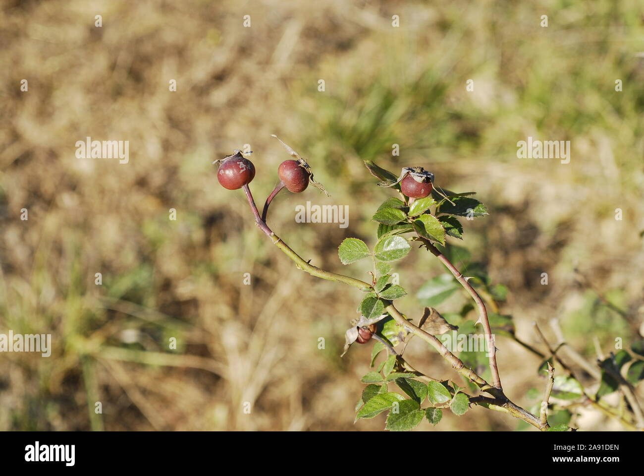 3 rosso mensile di bacche di rosa Foto Stock
