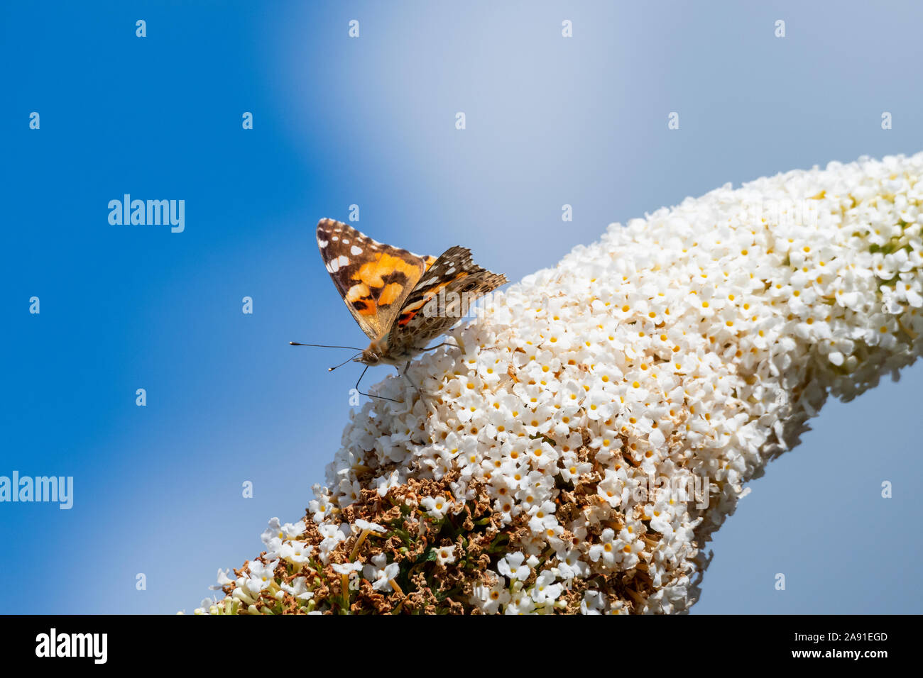 Dipinto di Lady Vanessa Cardui farfalla su un bianco buddleia bush Foto Stock