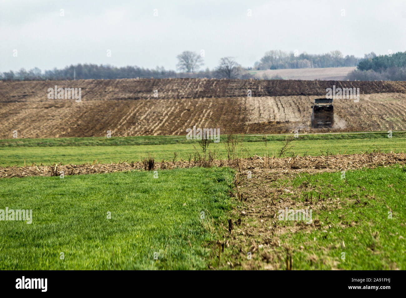 Un trattore gommato con un rimorchio per lo spargimento di concime si muove su un campo arato e diffonde il letame. In autunno il lavoro presso un caseificio. Podlasie, Polonia. Foto Stock