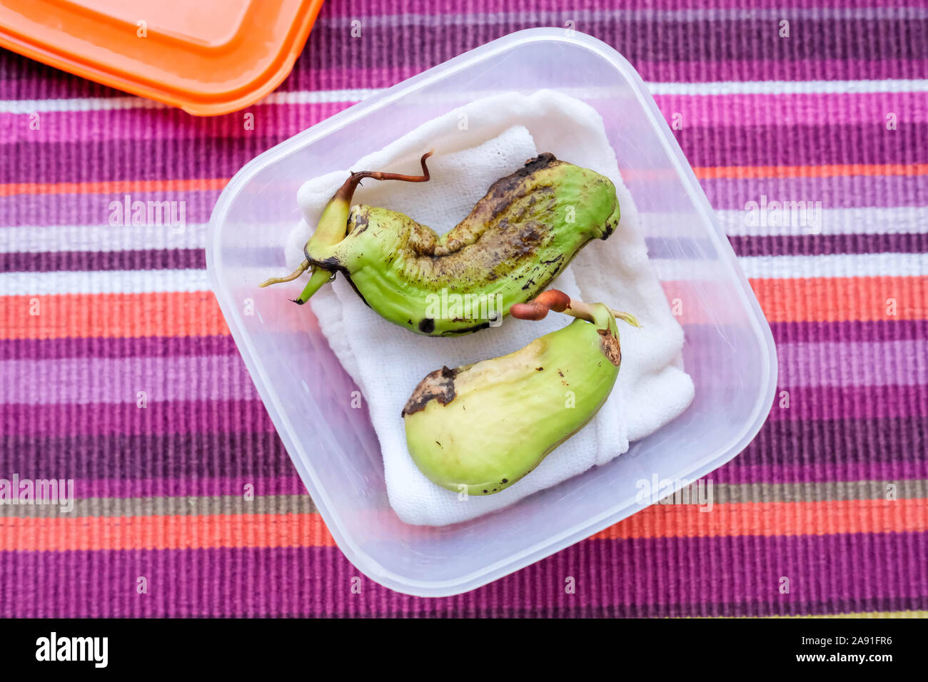 Due mango semi nel contenitore per la semina. Sfondo chiaro Foto Stock