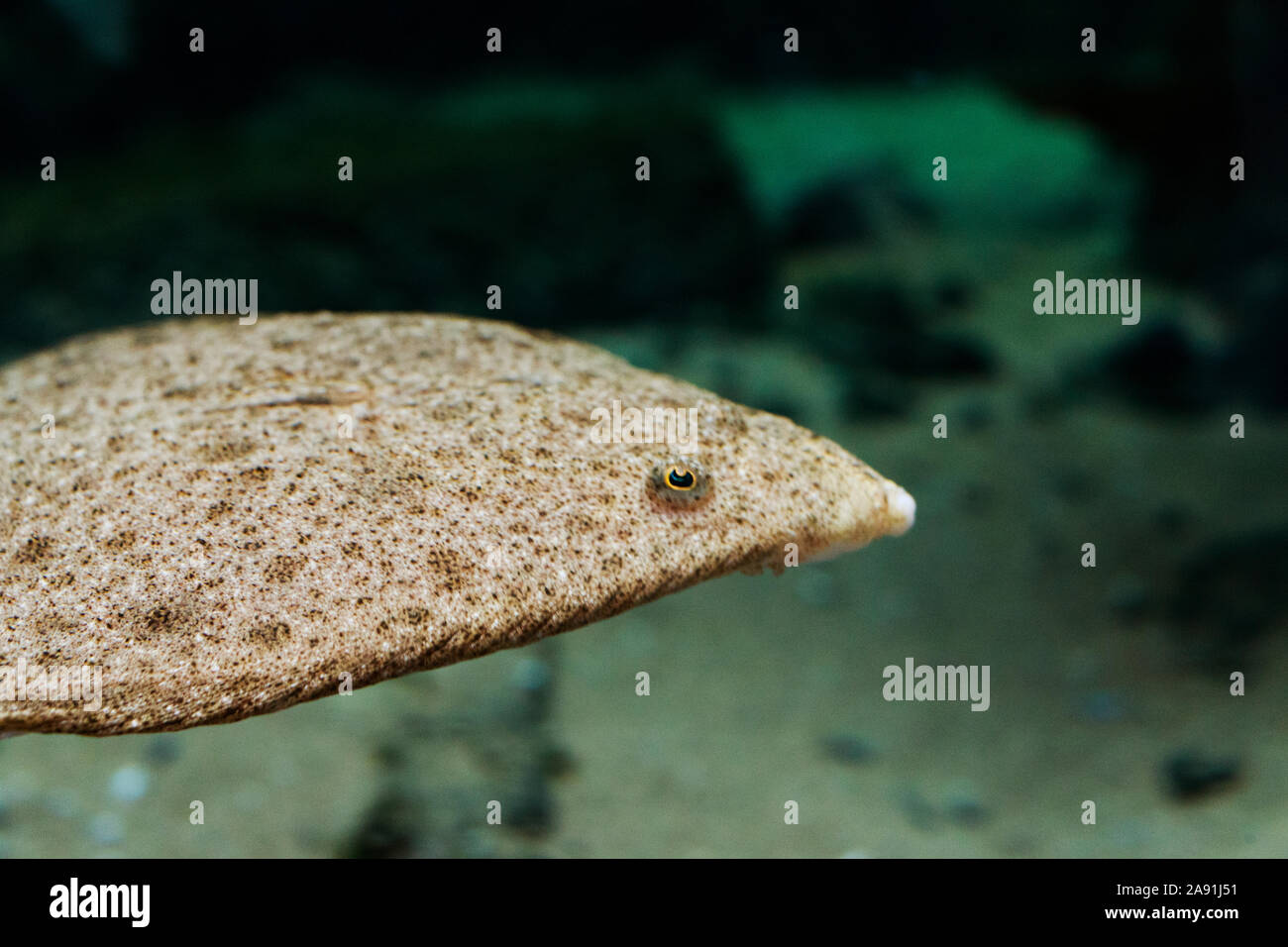 Pesce, primo piano Foto Stock