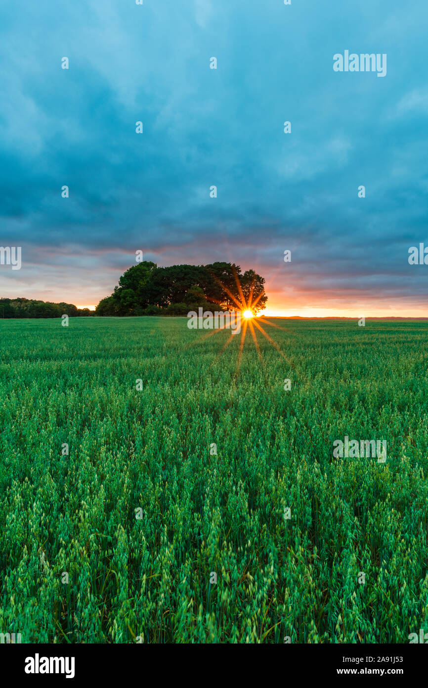 Campo al tramonto Foto Stock