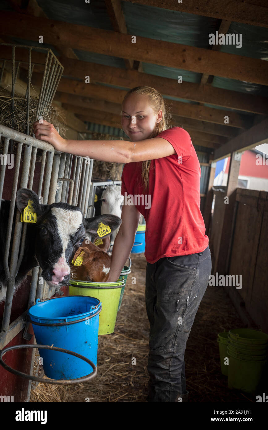 Ragazza adolescente l' alimentazione dei vitelli Foto Stock