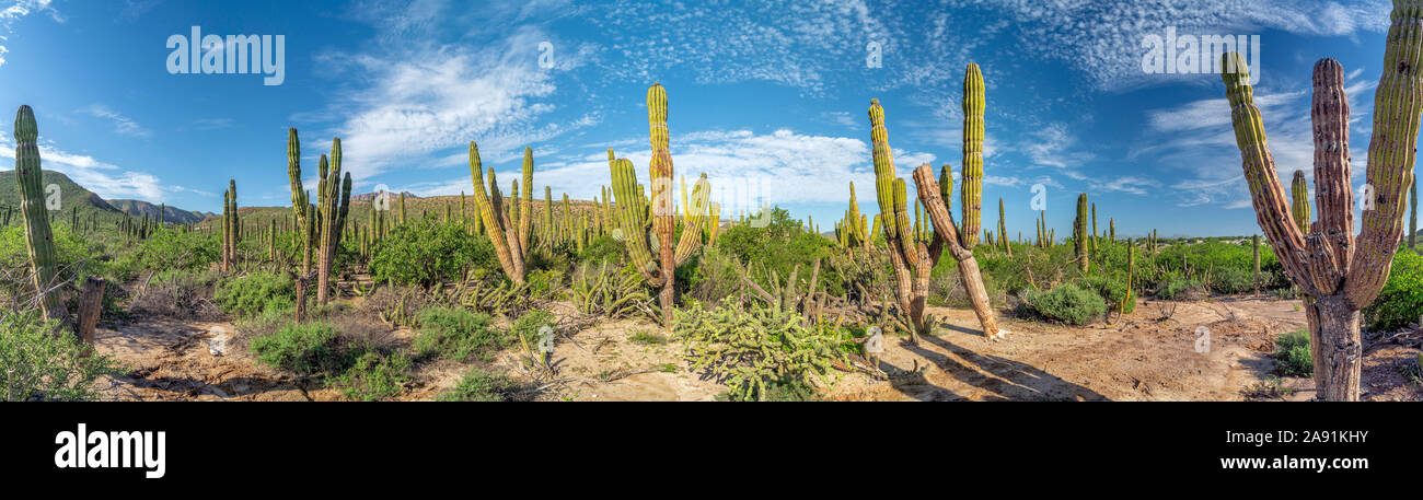 Baja California Sur cactus giganti della foresta nel deserto Foto Stock