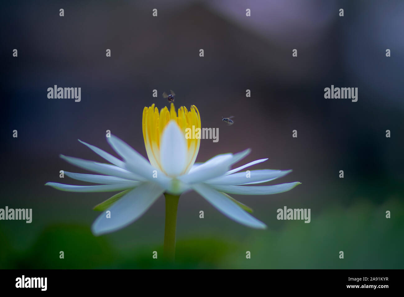 Bee battenti su bianco lilly fiore di loto contro la sfocatura sullo sfondo Foto Stock