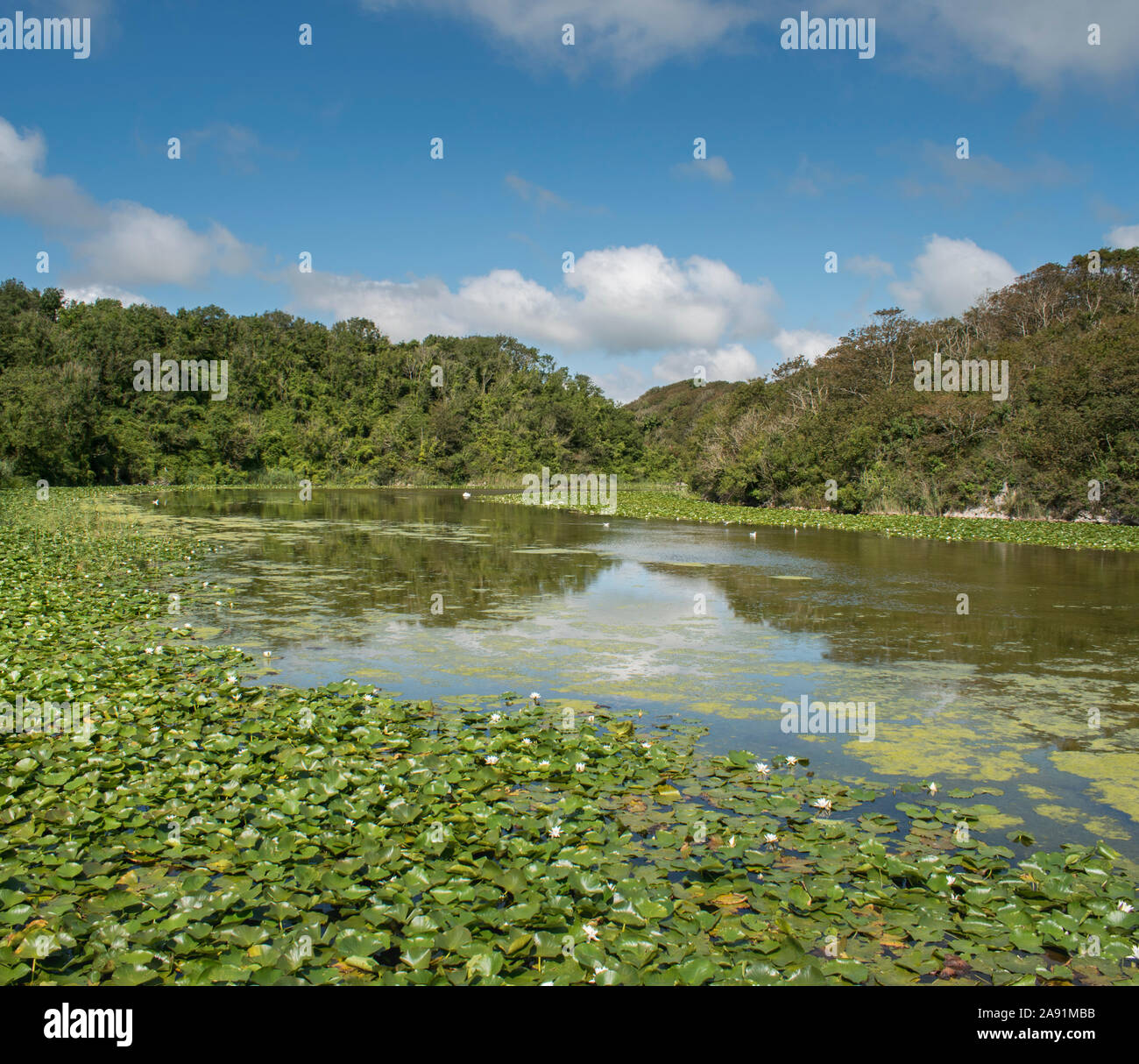 Passeggiate d'acqua dolce Giglio Bosherston stagni vicino a Pembroke nel sud del Galles occidentale. Foto Stock