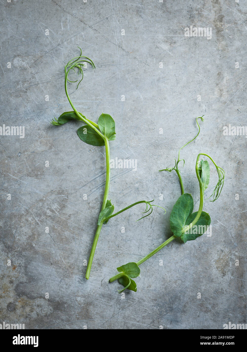 Pisello piante su sfondo grigio Foto Stock