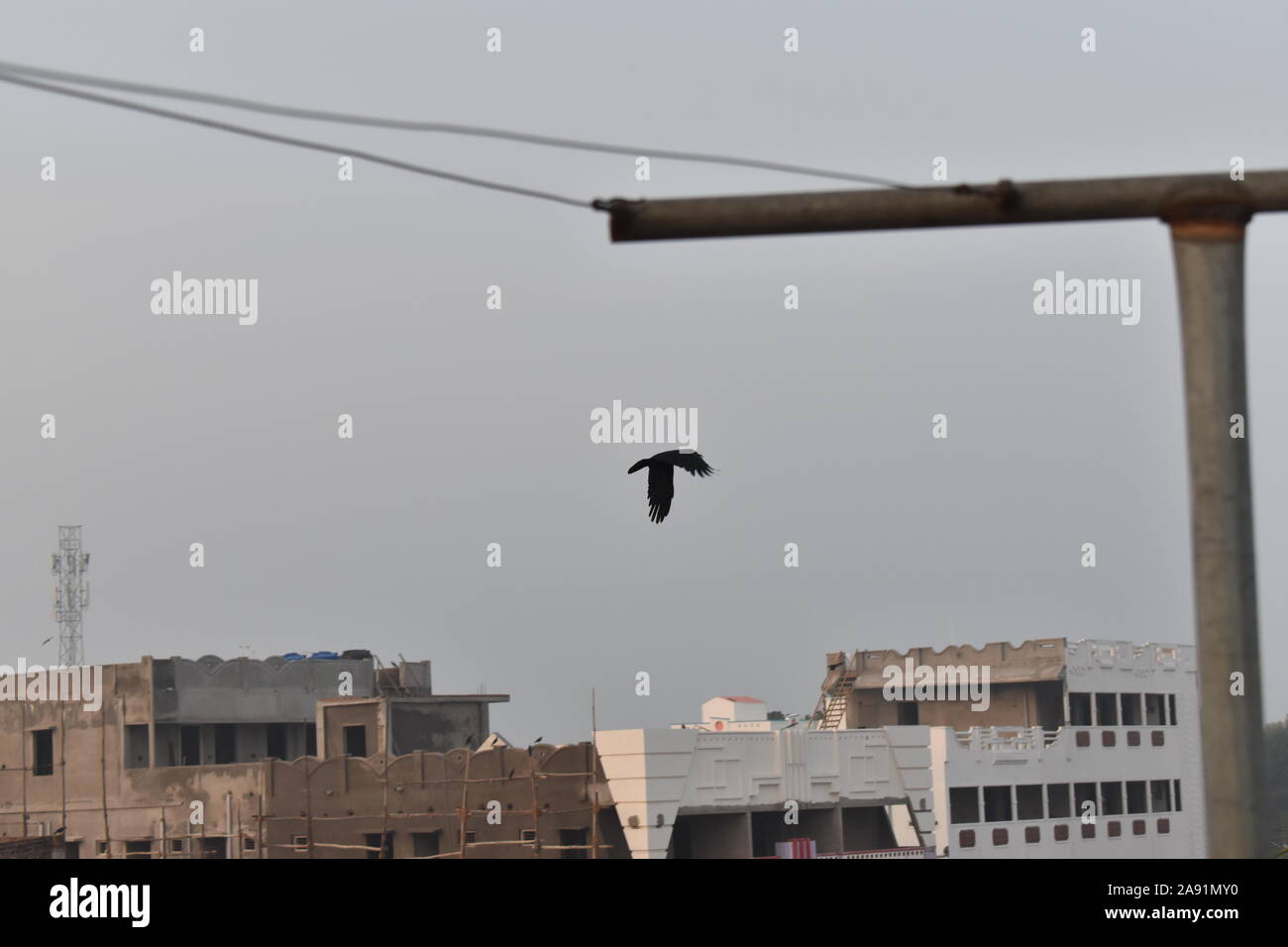 Un corvo nero battenti vista,battenti contro il cielo luminoso, sullo sfondo di un cielo e di edifici. Foto Stock