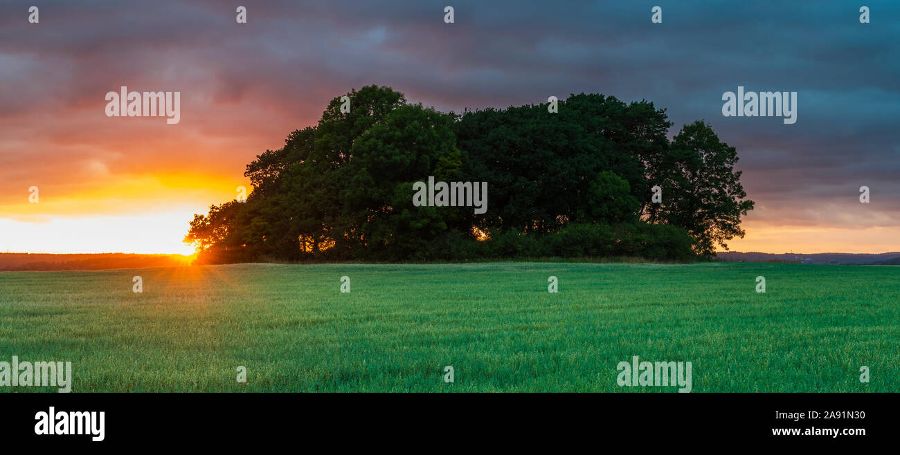 Campo al tramonto Foto Stock