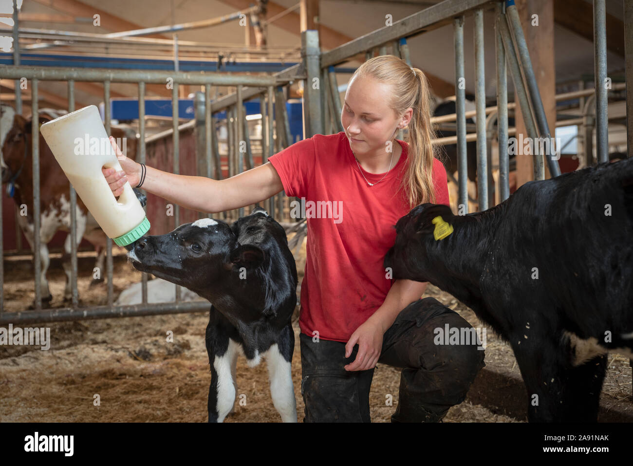 Ragazza adolescente vitello di alimentazione Foto Stock