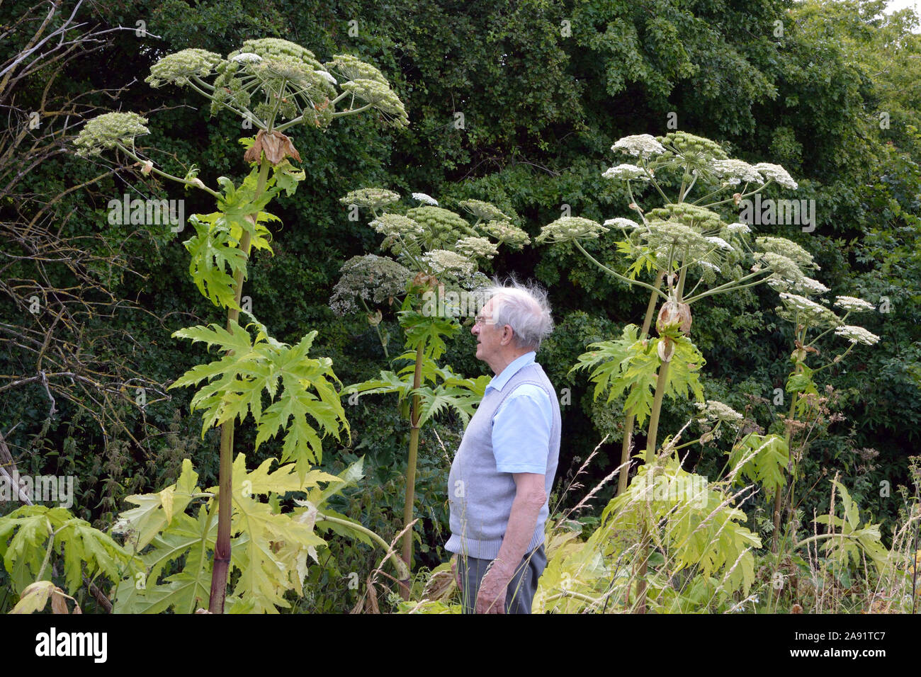 Heracleum mantegazzianum (giant hogweed) è un gigante di membro della famiglia di prezzemolo (Apiaceae) nativa per il Caucaso occidentale Regione. Foto Stock