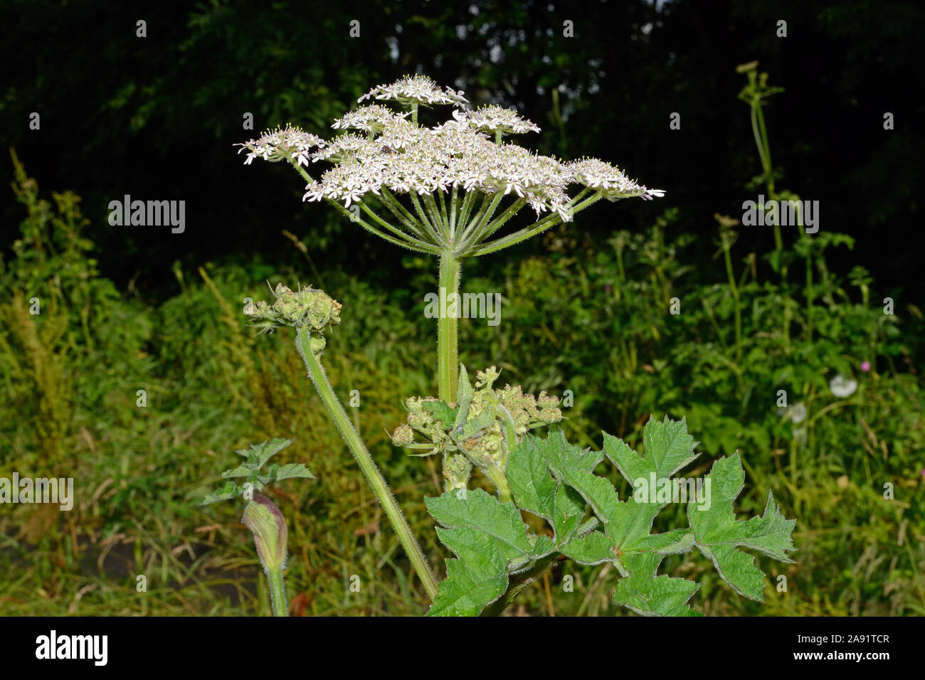 Heracleum sphondylium (hogweed) è un elemento nativo del prezzemolo (Famiglia Apiaceae). Questa specie di comune si trova in una varietà di habitat. Foto Stock