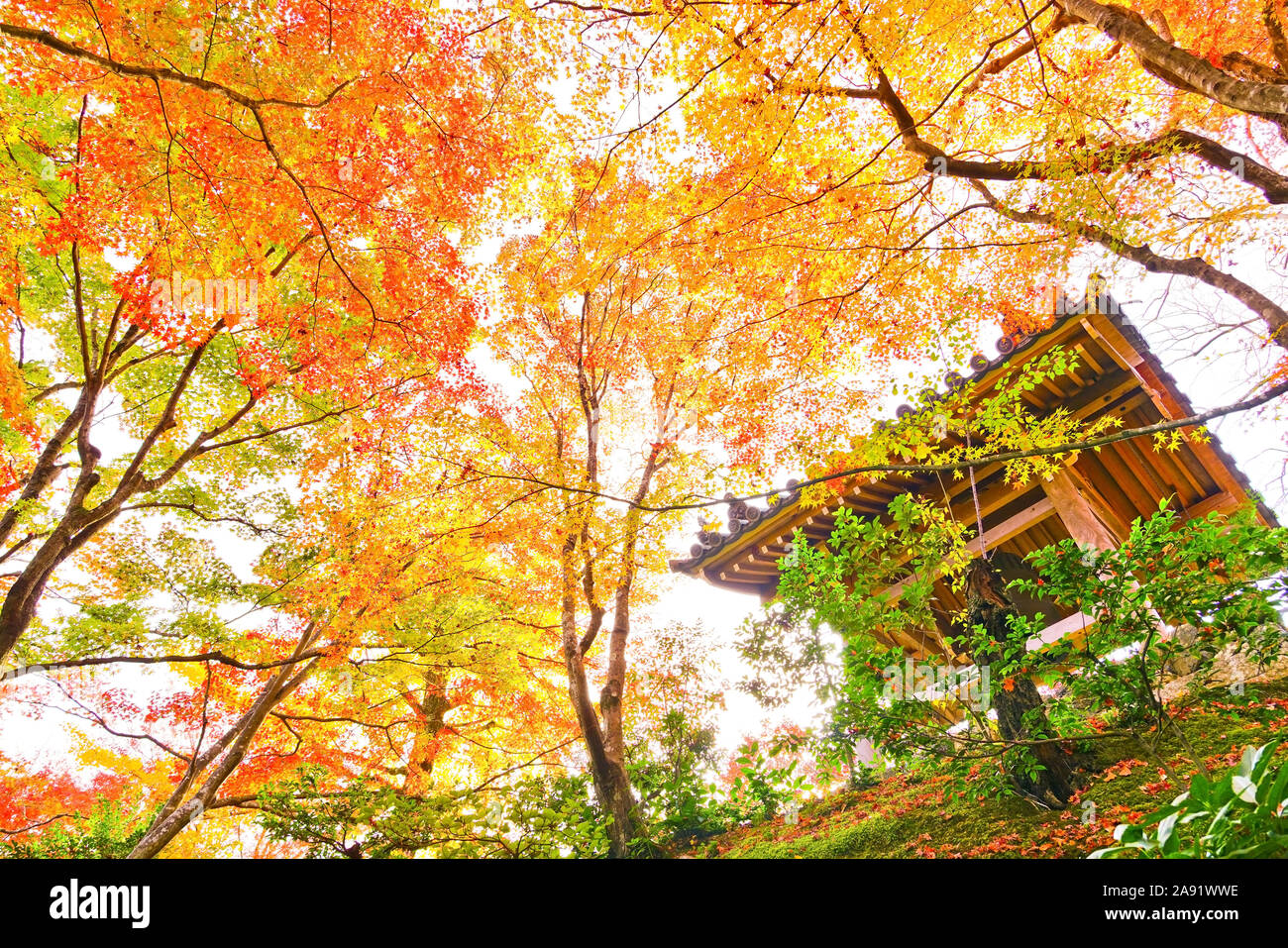 Vista del giardino giapponese in autunno a Mount Arashi a Kyoto, in Giappone. Foto Stock