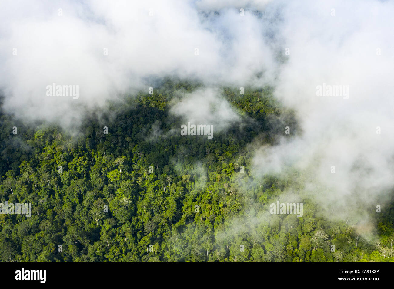 Vista da sopra, splendida vista aerea di una foresta pluviale tropicale con le nuvole formate da vapore acqueo rilasciato da alberi e altre piante. Foto Stock