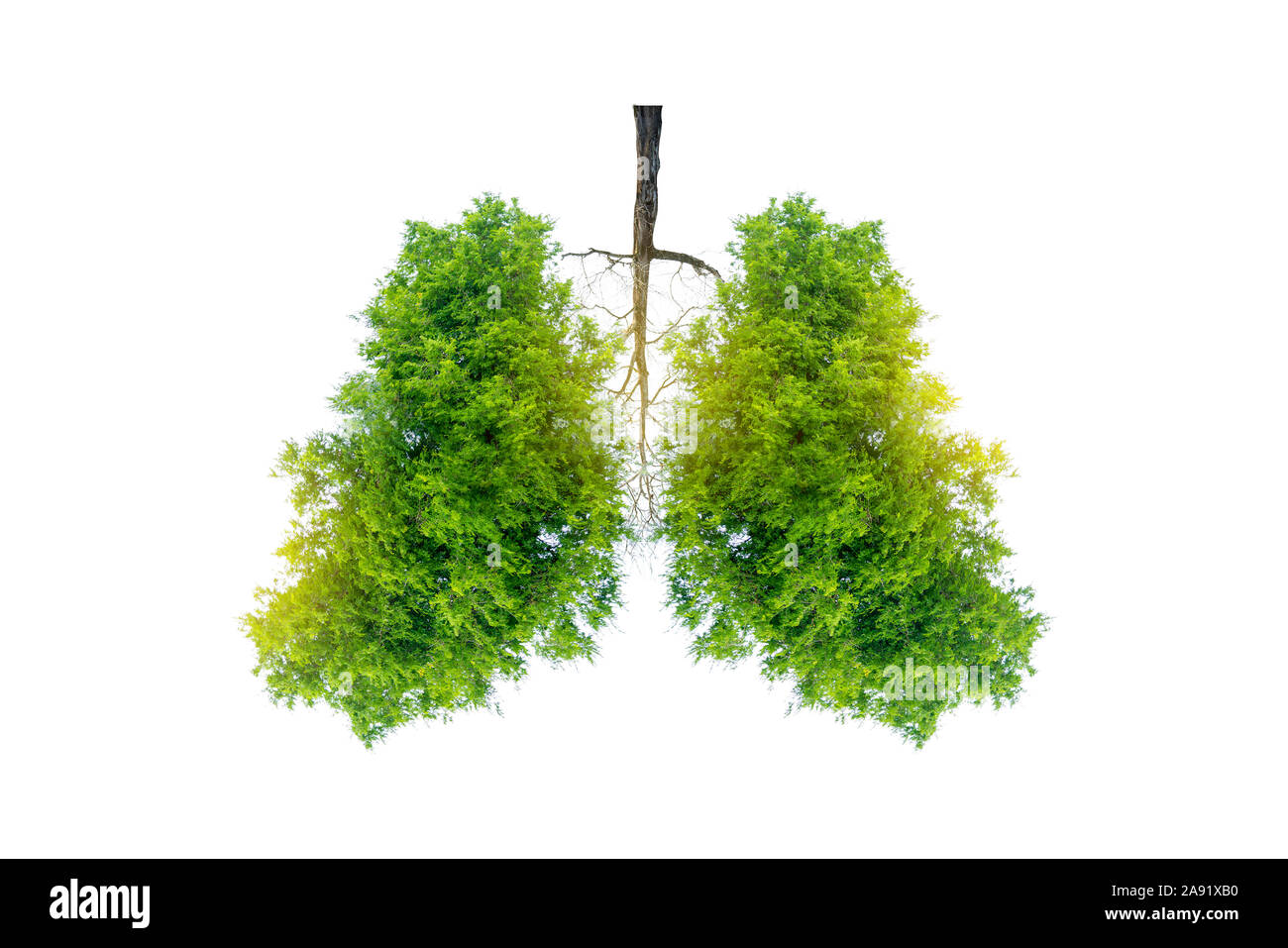 Polmone verde a forma di albero di immagini, concetti medici, autopsia, visualizzazione 3D e animali come un elemento Foto Stock