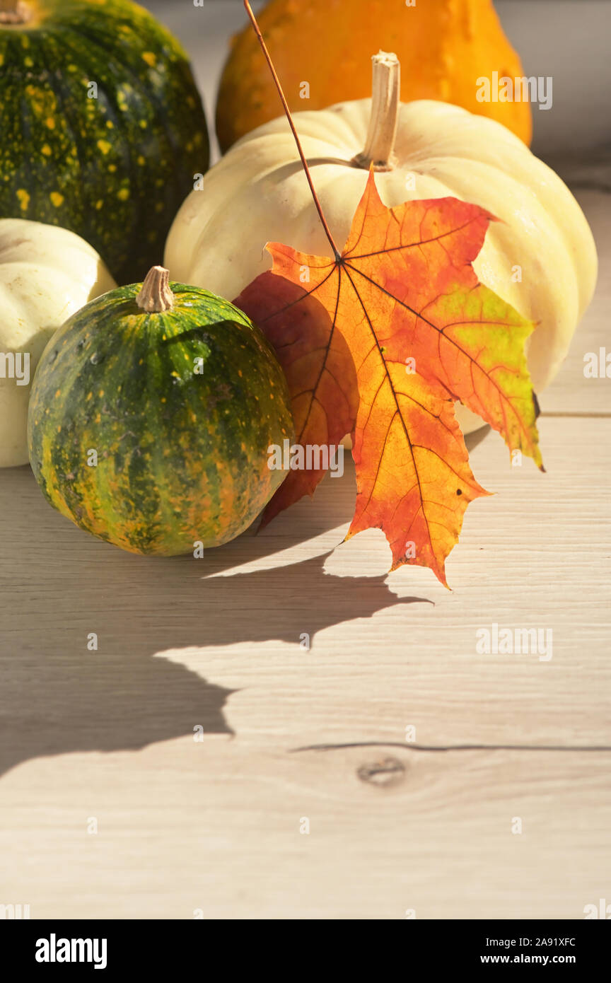 Autunno foglie di acero con zucche in bianco sullo sfondo di legno Foto Stock