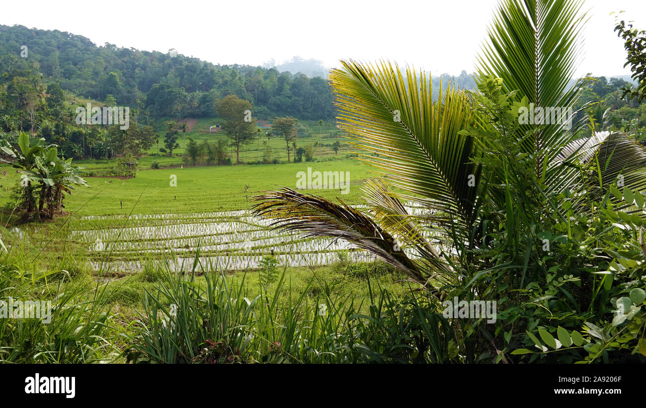 Campo di riso paesaggio, Sri Lanka Foto Stock
