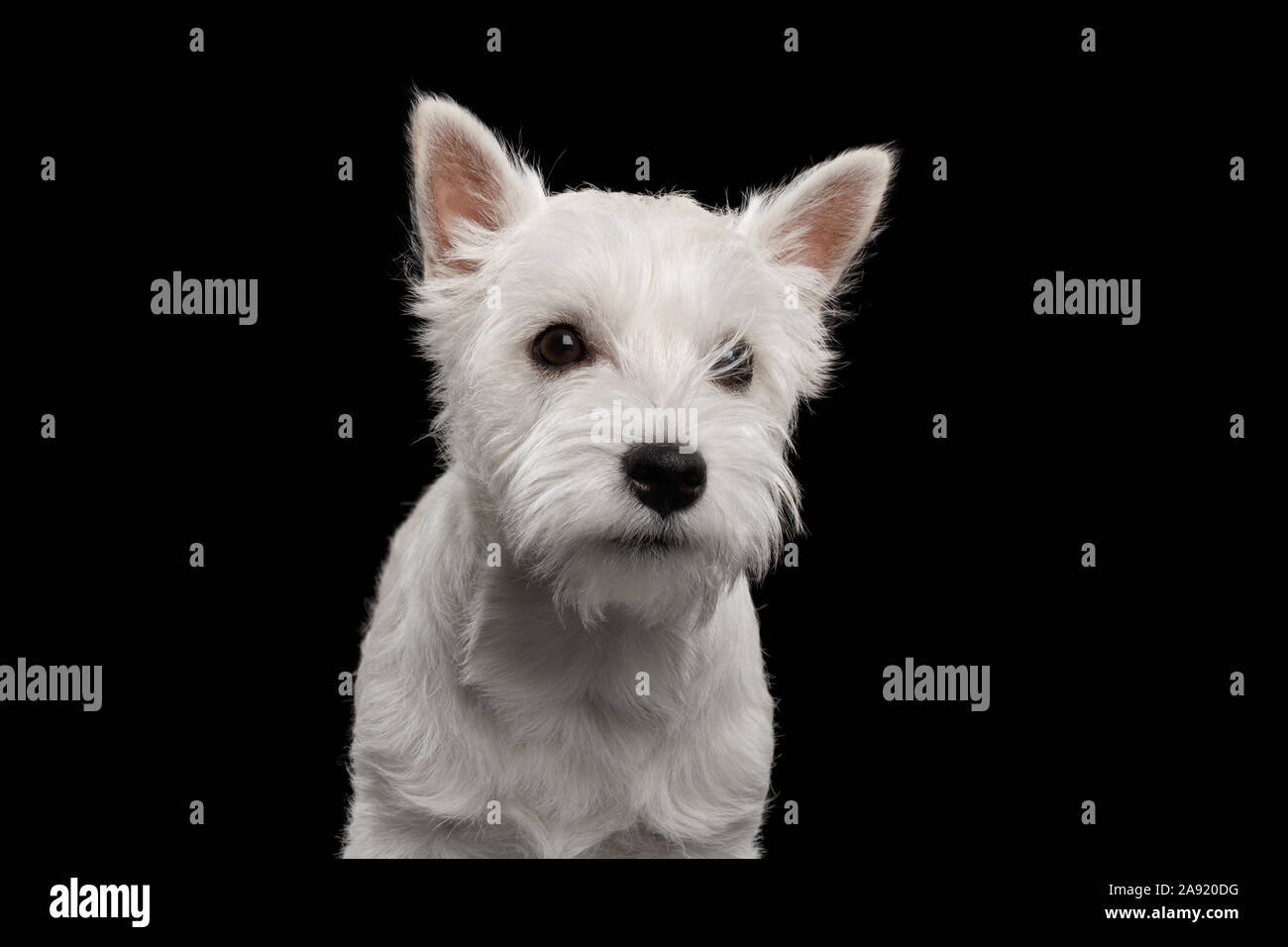 Ritratto di Carino West Highland White Terrier cane isolato su sfondo nero Foto Stock
