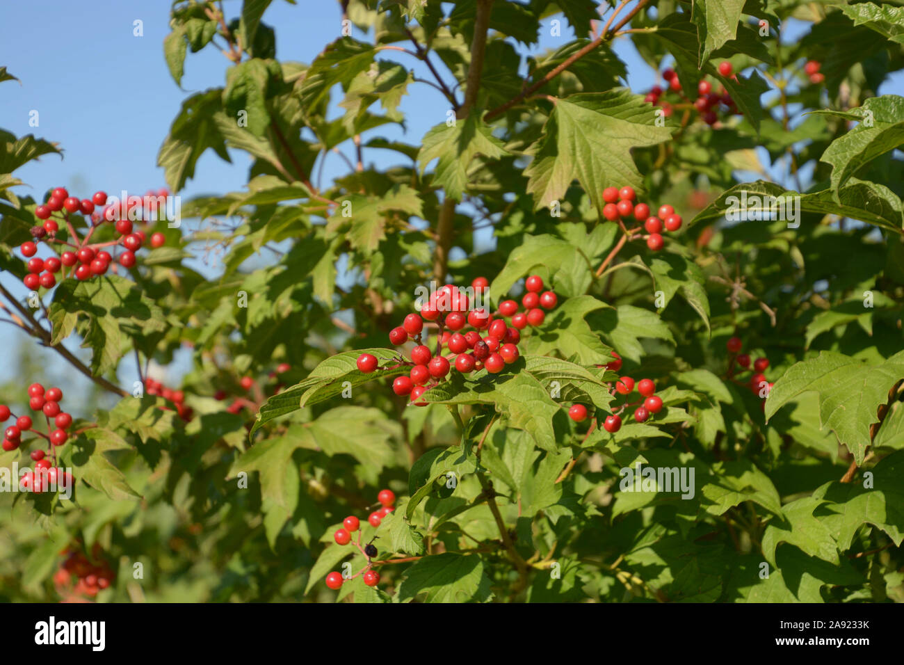 Vista ravvicinata di frutti rossi di viburnum arbusto, viburnum compactum bush con bacche rosse di fronte chiaro Cielo di estate blu shot macro Foto Stock